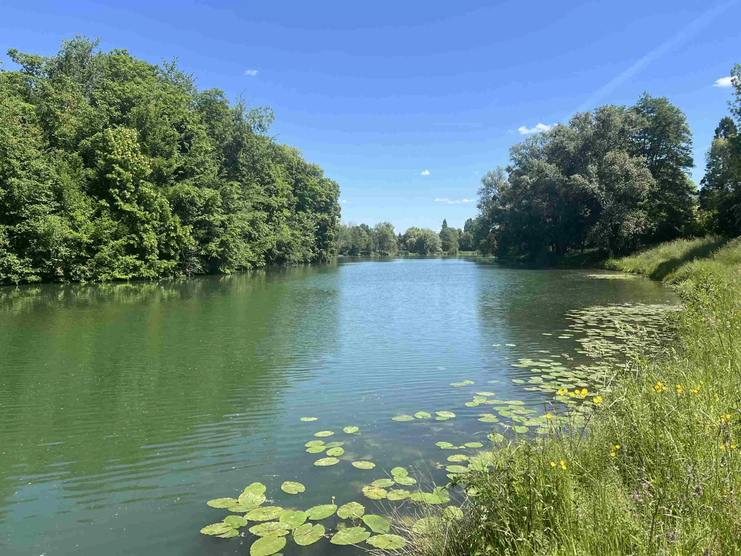 Paysage naturel d'une rivière bordée d'arbres et de nénuphars sous un ciel bleu